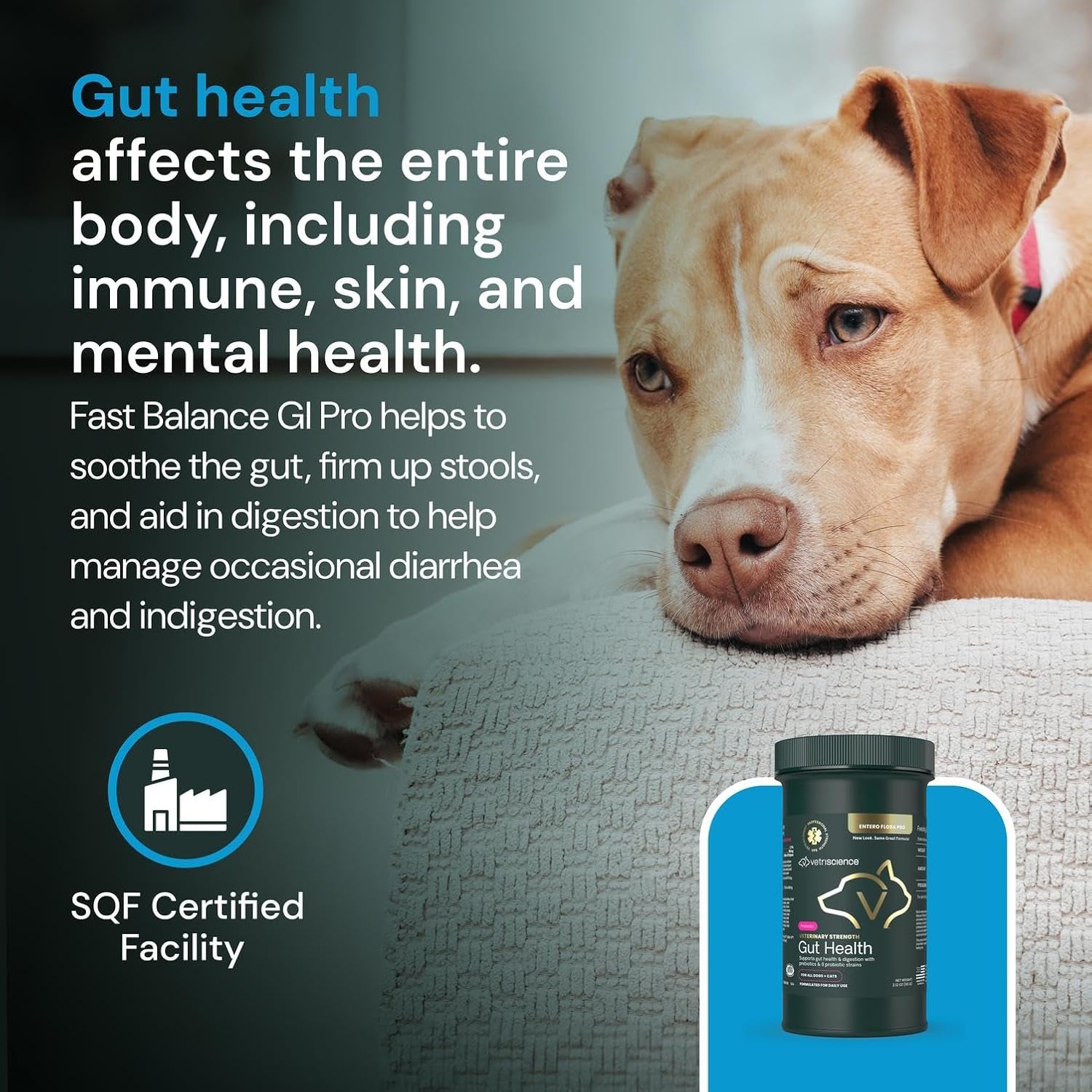 Veterinary Strength Gut Health Powder - Gut Health Supplement for Pets - Immunity Support - Pet-Friendly Probiotic Powder - Tasteless & Odorless - 60 Servings