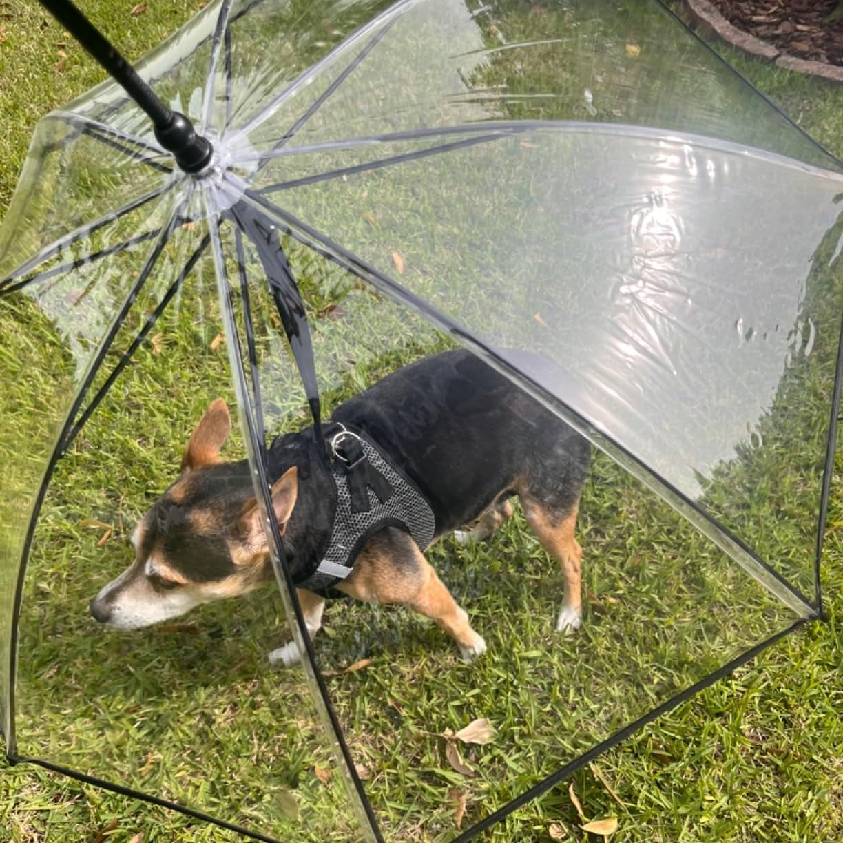 Clear Dog Umbrella for Small Breeds with Adjustable Leash - Waterproof Rain Gear for Outdoor Walks